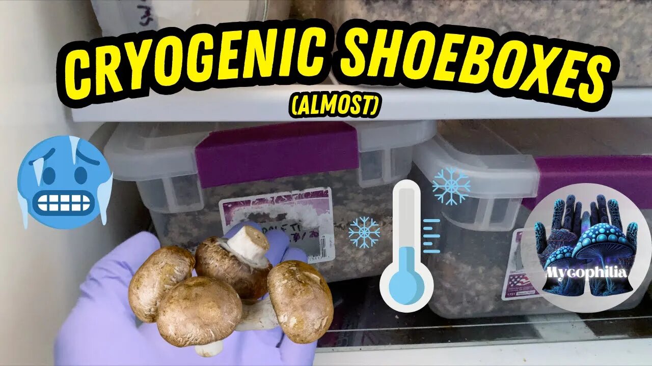 Shoeboxes in the FRIDGE for 3 Weeks! What Happened? Long-Term TUB Storage, Mycology