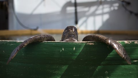 Study Says Even Single Piece Of Plastic Enough To Kill Sea Turtles