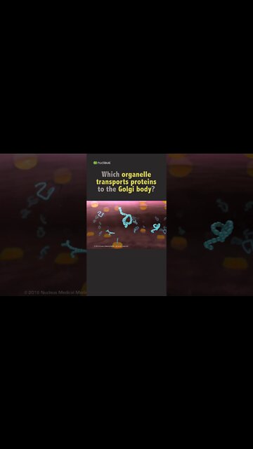 Biology Quiz: Which organelle transports proteins to the Golgi body?