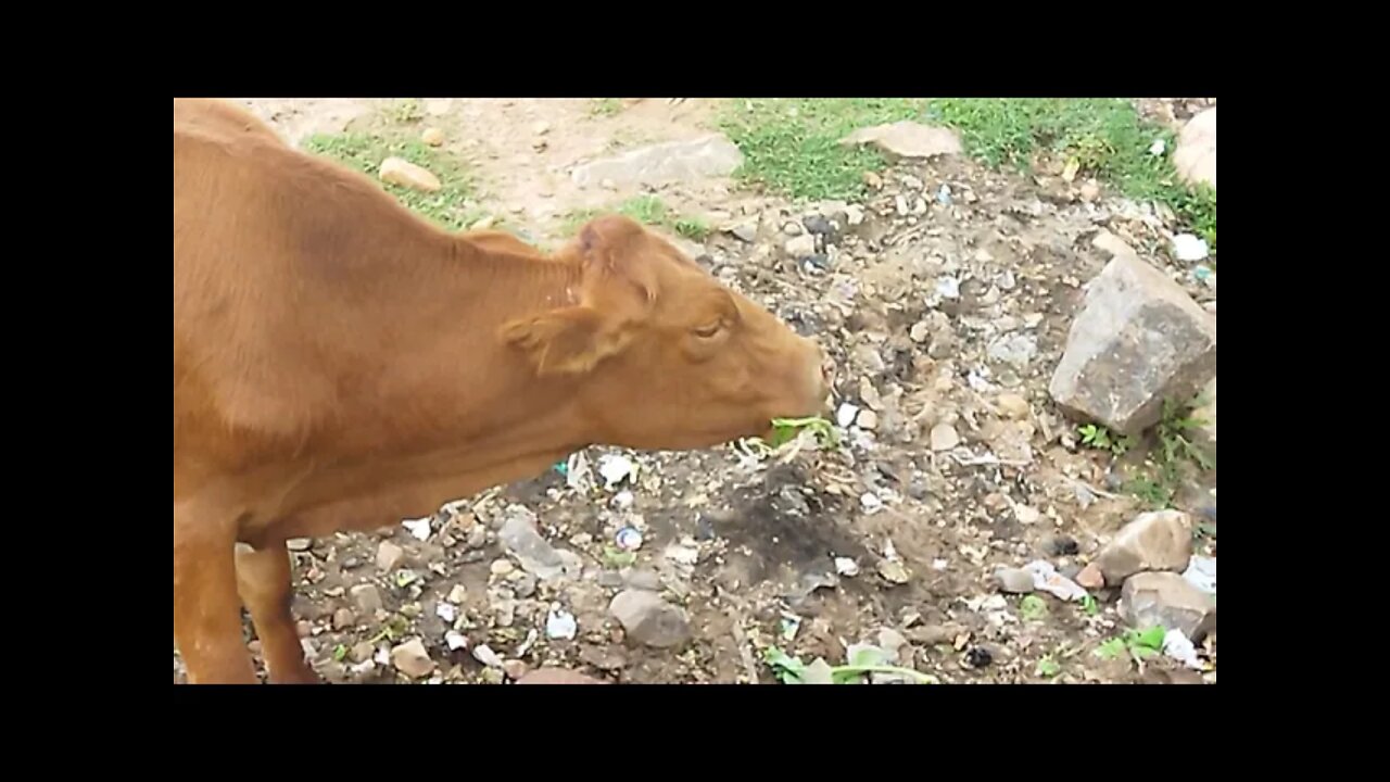 Goat vs Cow Must watch.