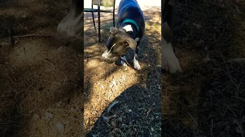 found a stick. #einsteinsbackyard #shorts #arizona #pitbulls #dog #short #shortvideo