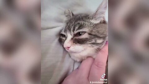 Cute and Funny Cats compilation --23