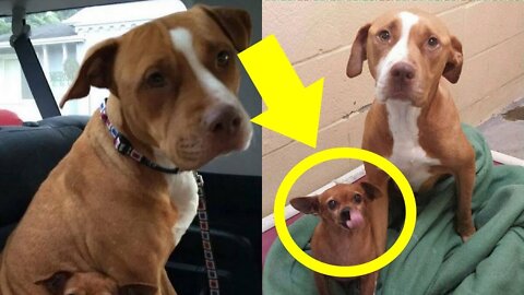 This Pit Bul Wouldn't Leave The Shelter Without The Chihuahua He Was Protecting So The Owner ...