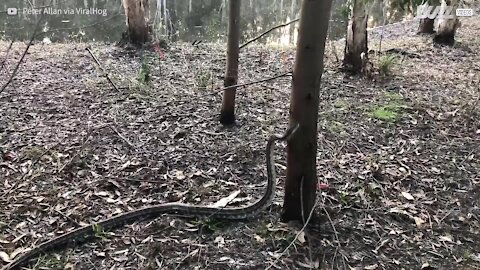 Pitone sale su un albero in modo impressionante