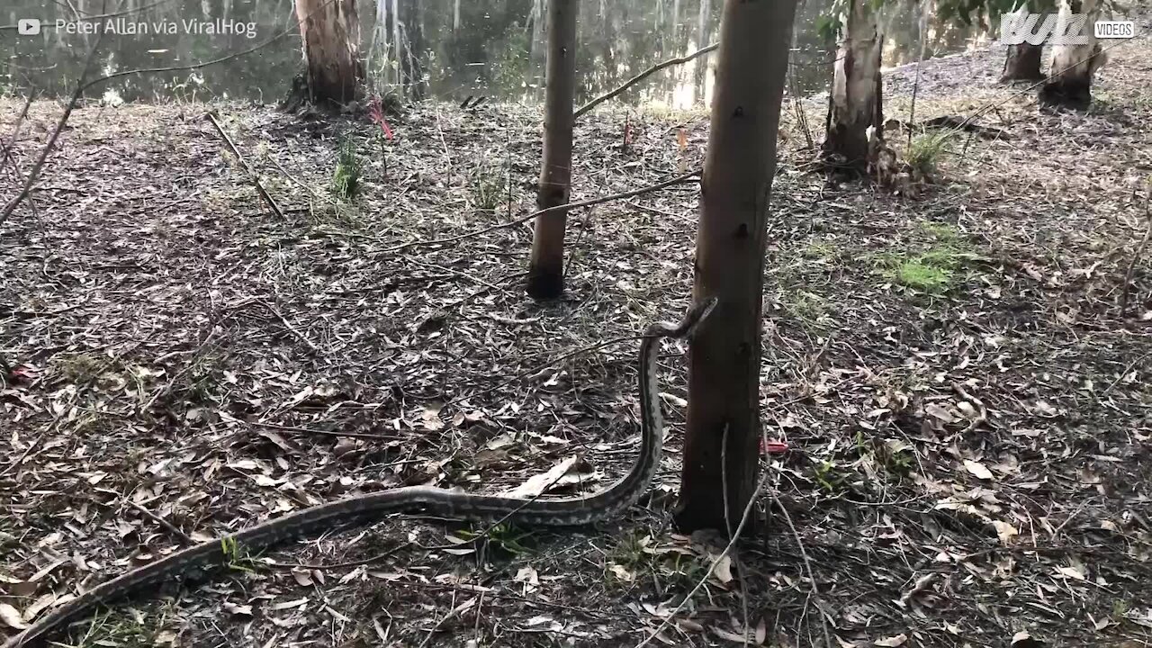 Pitone sale su un albero in modo impressionante