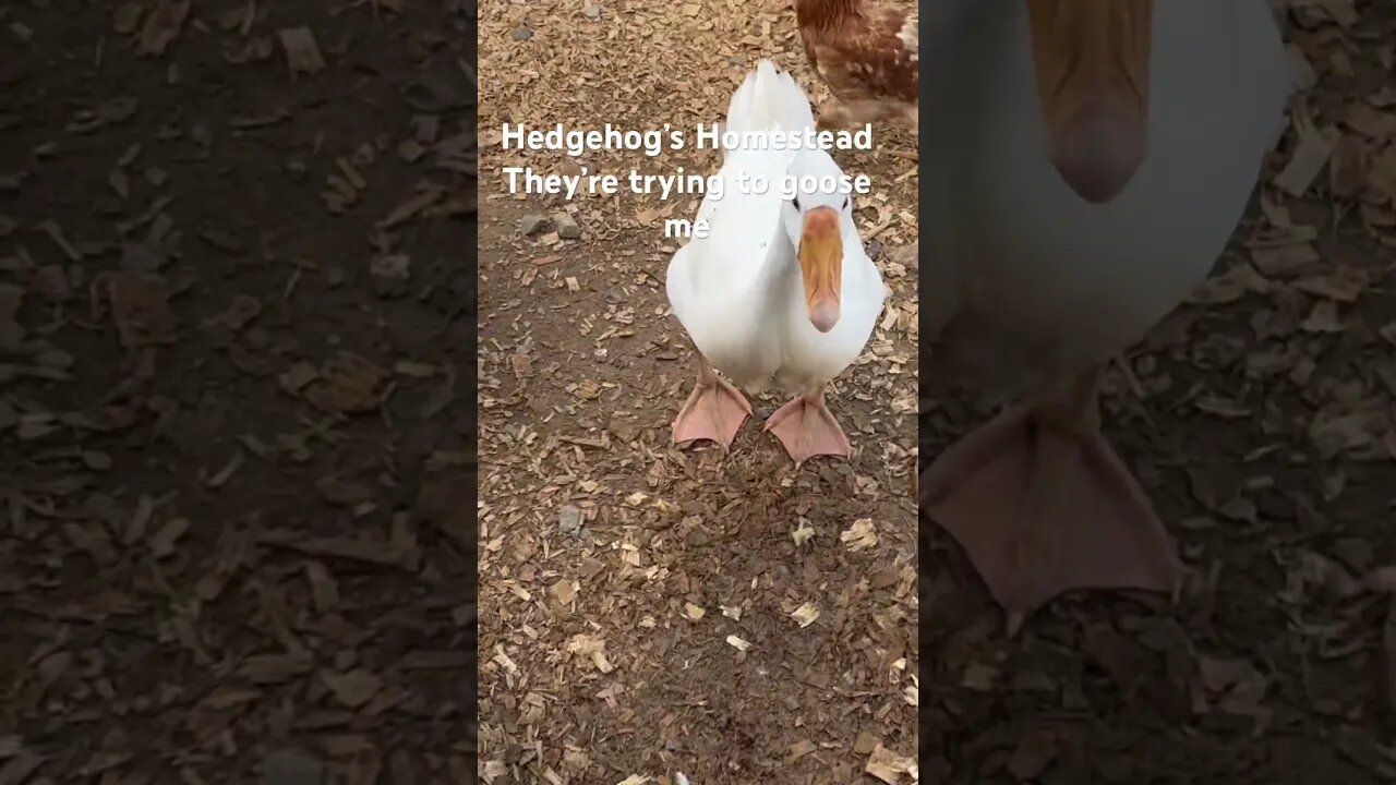 They’re trying to goose me