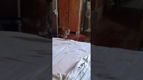 golden dog , shorts