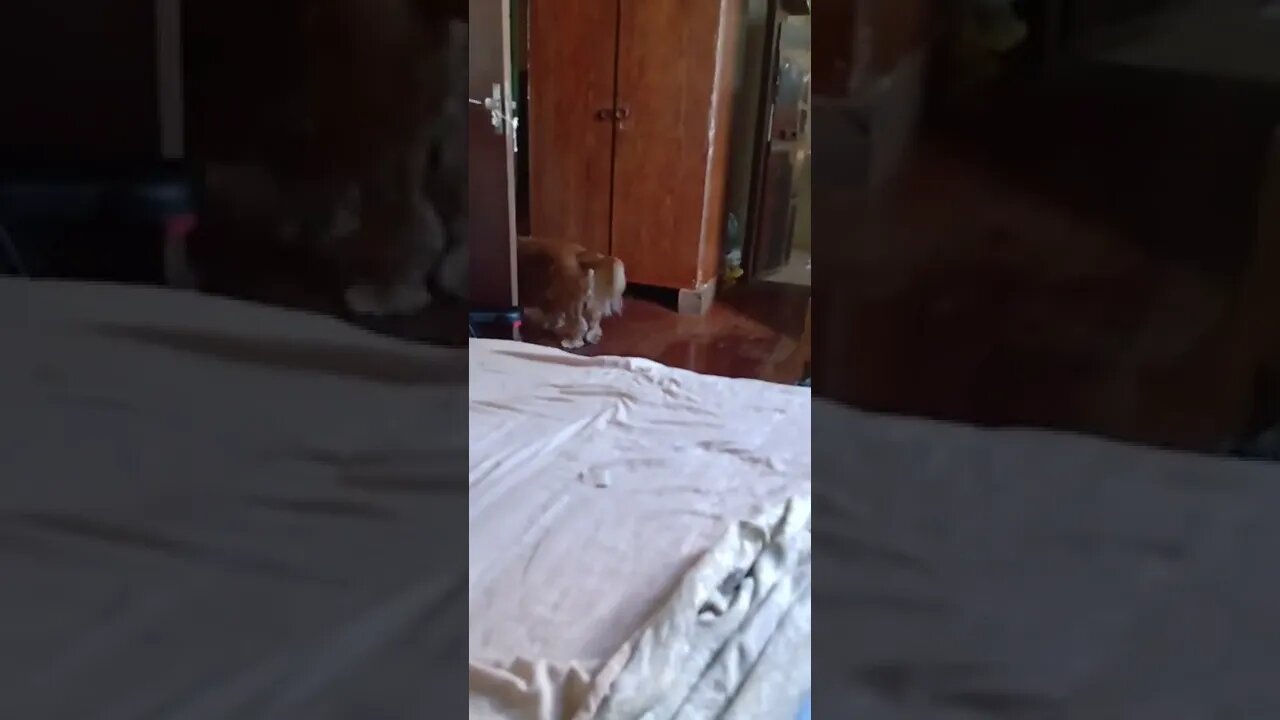 golden dog , shorts