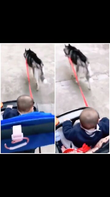 Smart husky knows how to be a nanny