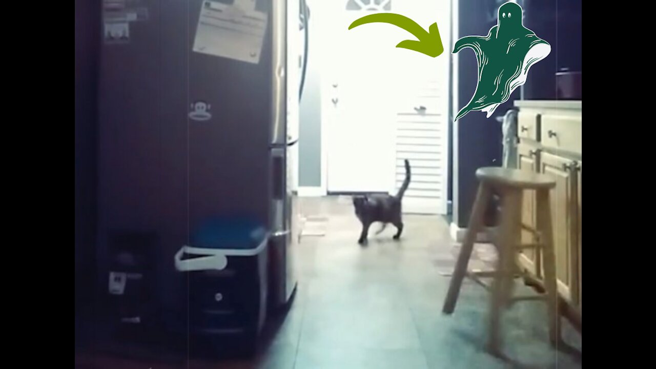 Ghost scared the Cat caught on Camera 👻 🤫