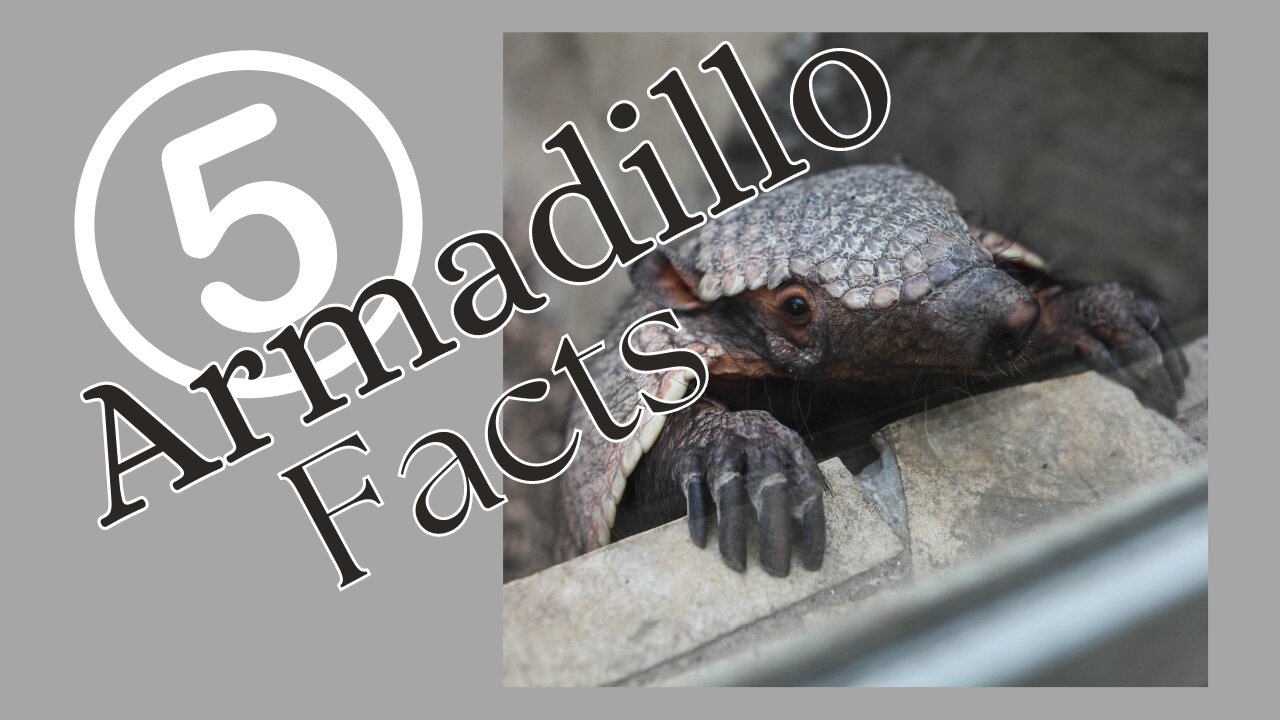 Fun Facts About Armadillos