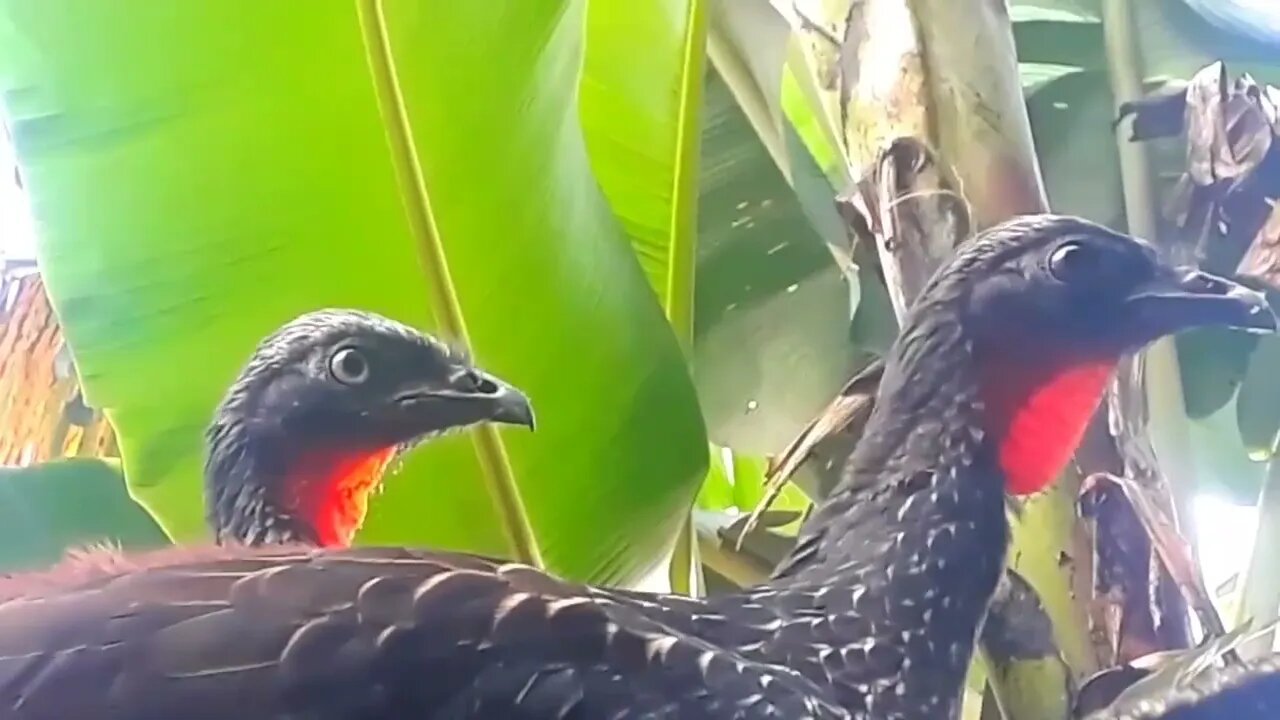 Jacu deitado descansando Jacuaçu Penelope aves craciformes, jacuguaçu, guans, pava