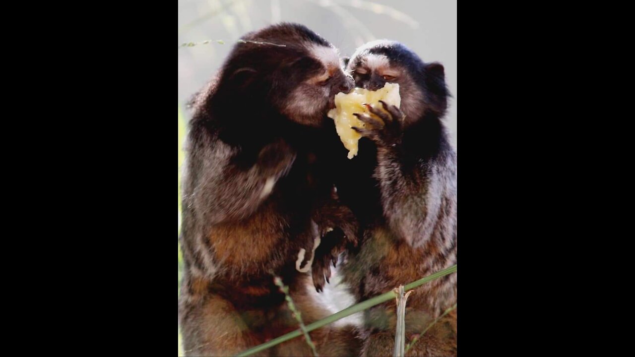 as nature is beautiful, the little monkeys making their snack