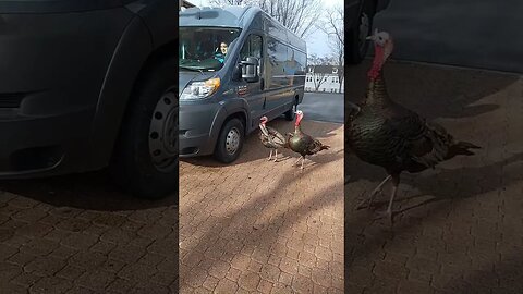 wild turkeys attacking Amazon truck