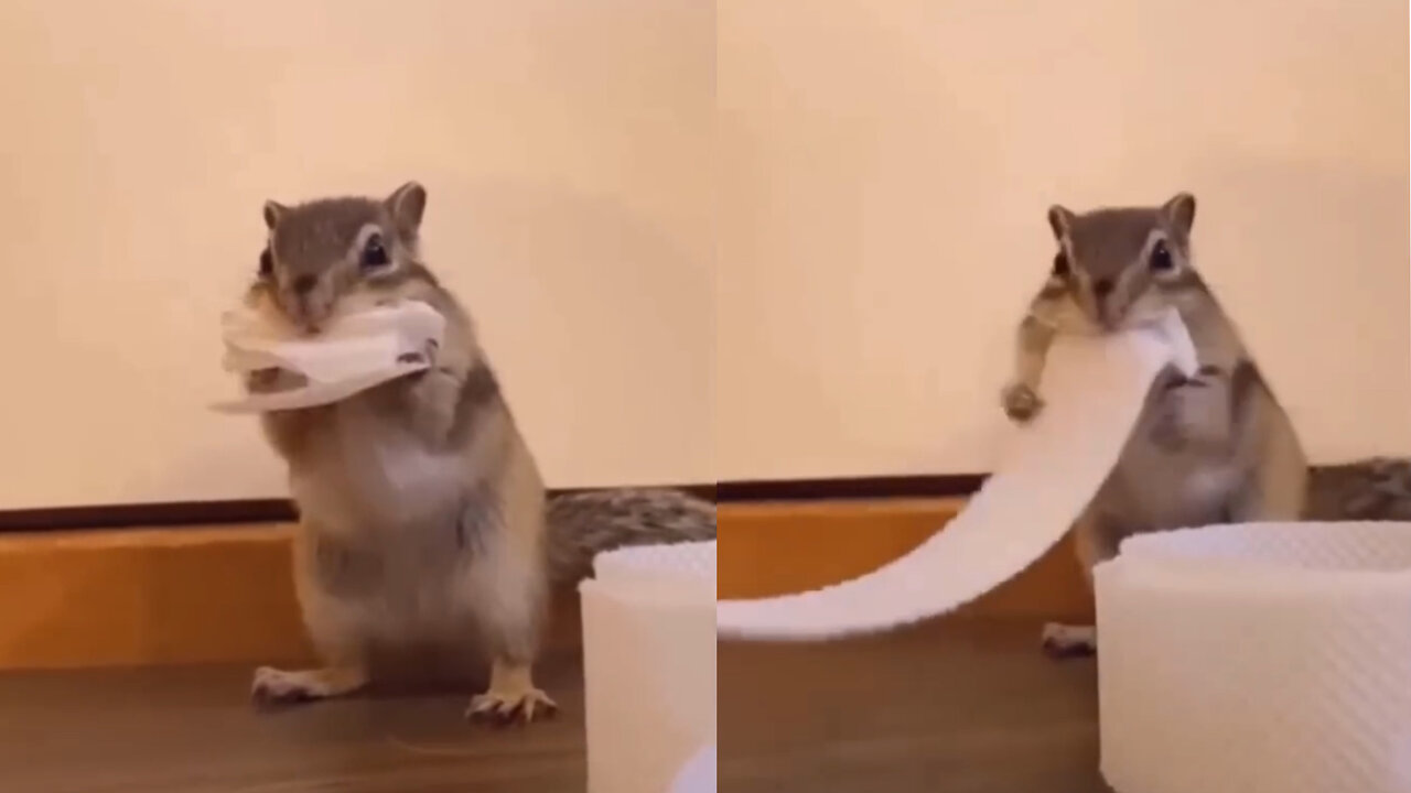 Cute squirrel eating paper🥰