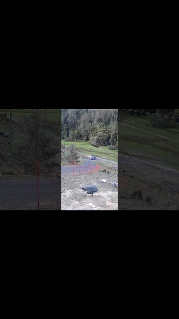 The secret lives of guinea fowl