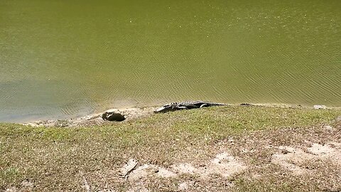 Gator up close.