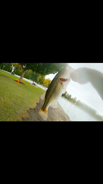 Fishing a Bass Munitions Beaver Bait for Bass!