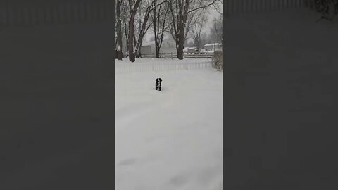cute puppy in the snow #bernedoodle #puppy #snow