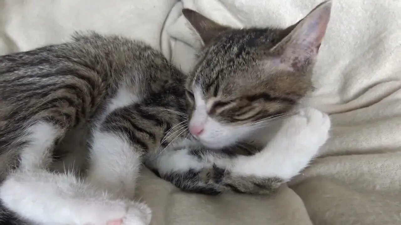 Baby Cat Rudolph Is Cleaning His Fur