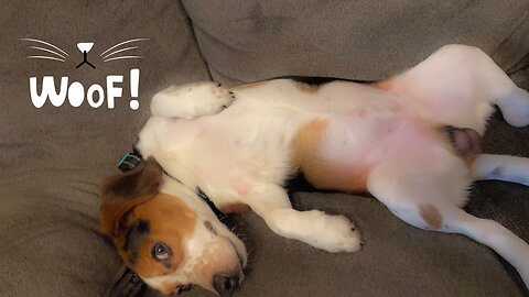 2024’s Funniest Dog Moments: These Pups Will Have You in Stitches! 🐶🤣