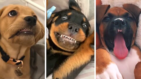 Funniest Animals Video - Funny Dogs And Cats - Try Not To Laugh Animals 2022