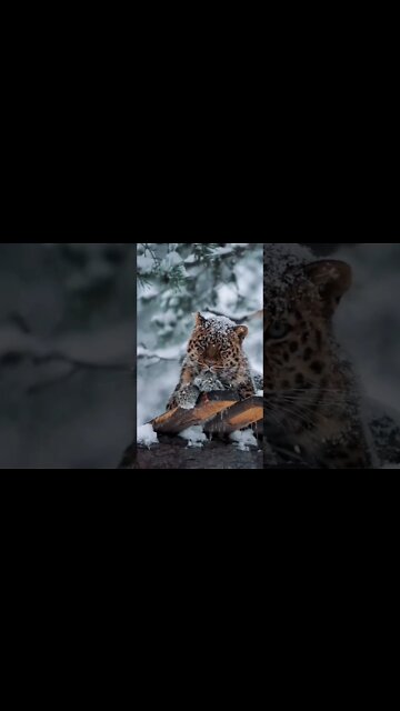 The King, राजा, 国王 , 王様#shorts #youtube #beautiful