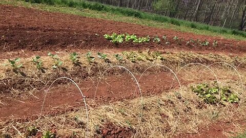 Time to get the plants out into your market garden