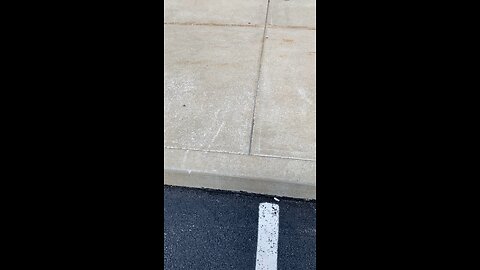Spotted Lantern fly infestation
