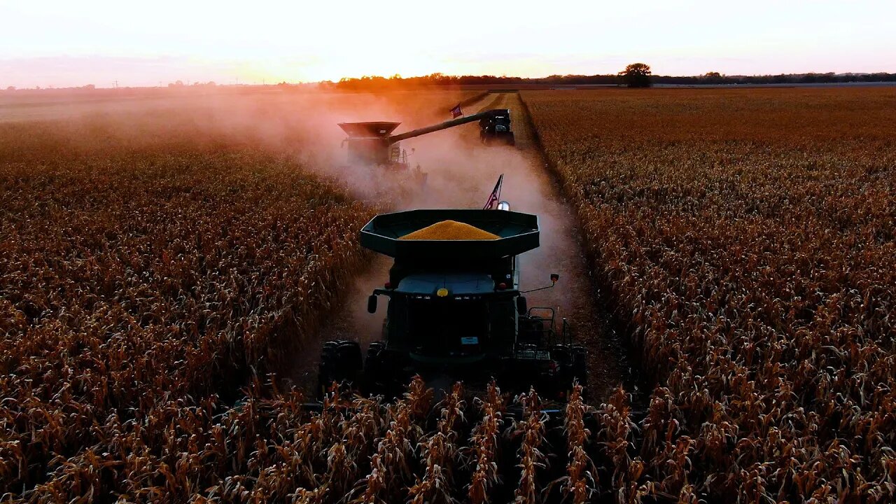 Beautiful Day To Harvest Corn! #13