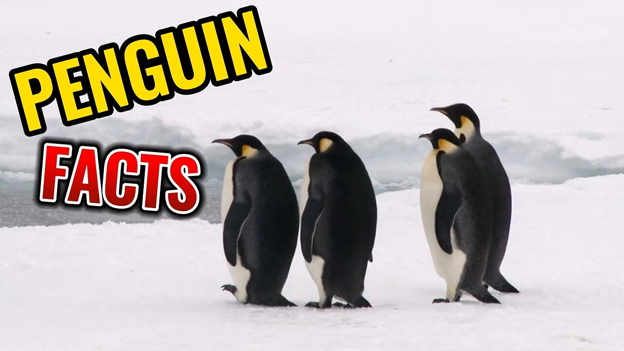 Pathetic Penguin Facts