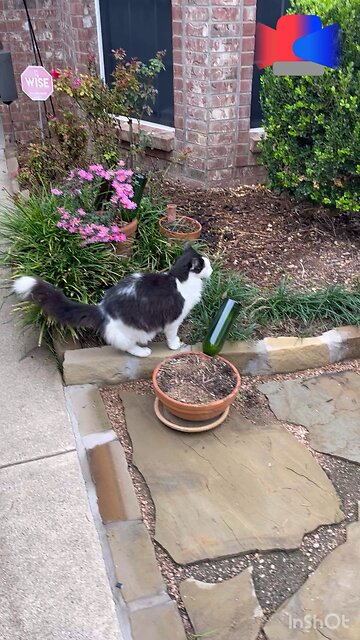 Cat 🐈 and Dog 🐕 standoff