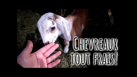 CHEVREAU tout frais! 1er bébés pour notre CHÈVRE Chesnay 😍 #245