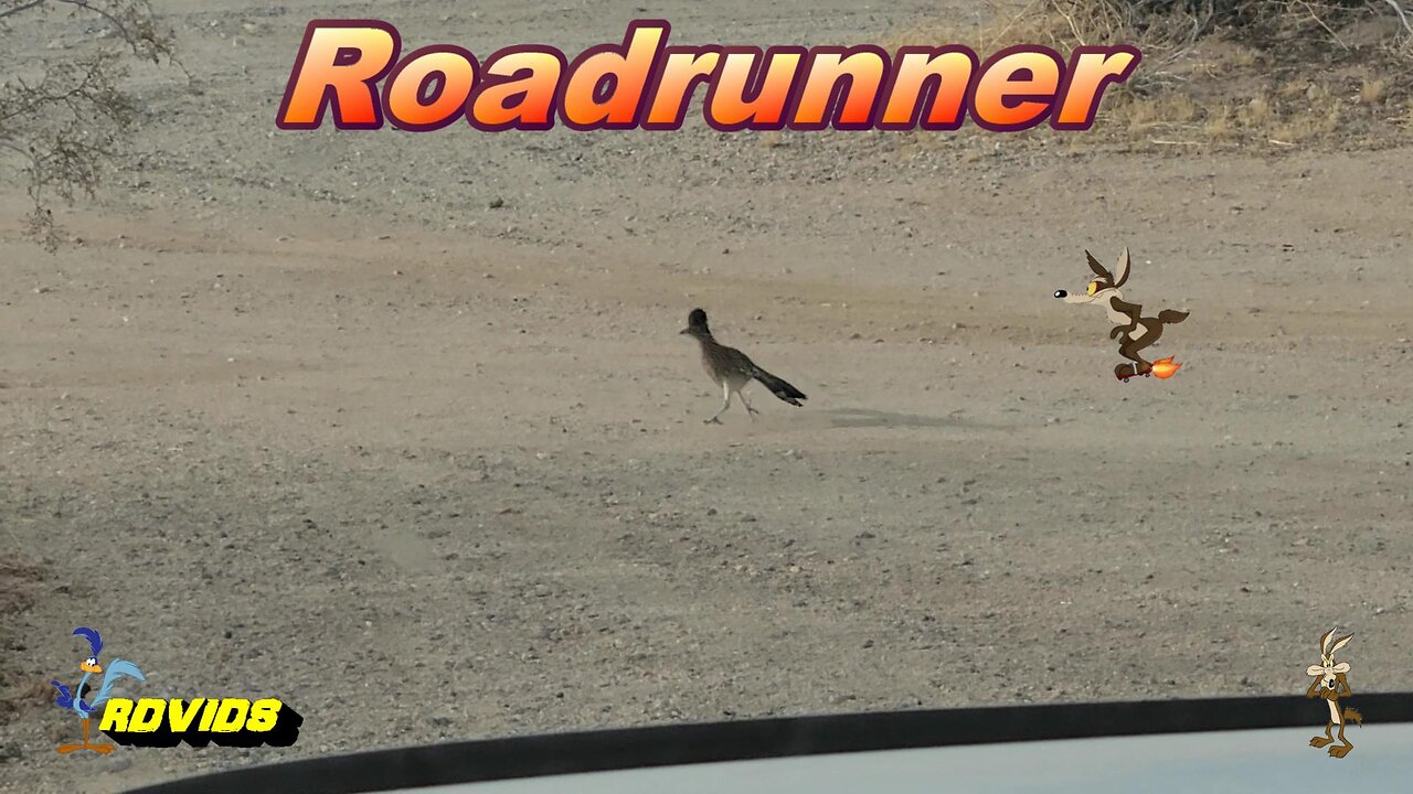 Funny Animals Video 😂 Roadrunner -"If Your On The Highway And Roadrunner Goes BEEP! BEEP!"