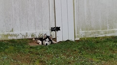 Husky Crawls Under Fence