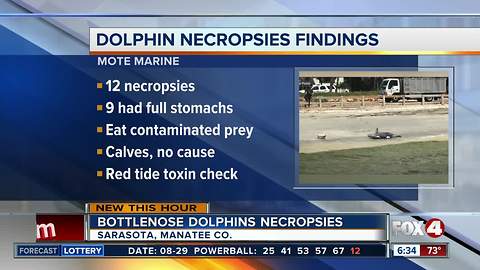 Mote Marine animals deaths