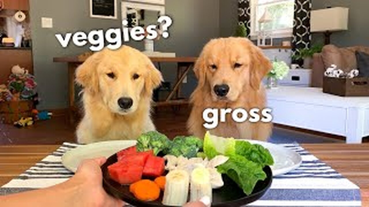 Dog Reviews Food With Girlfriend #FoodTesting #FoodReview