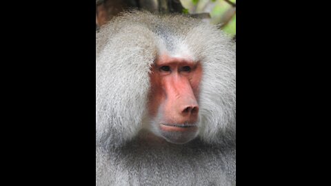 A Brown Monkey Eating Bread...