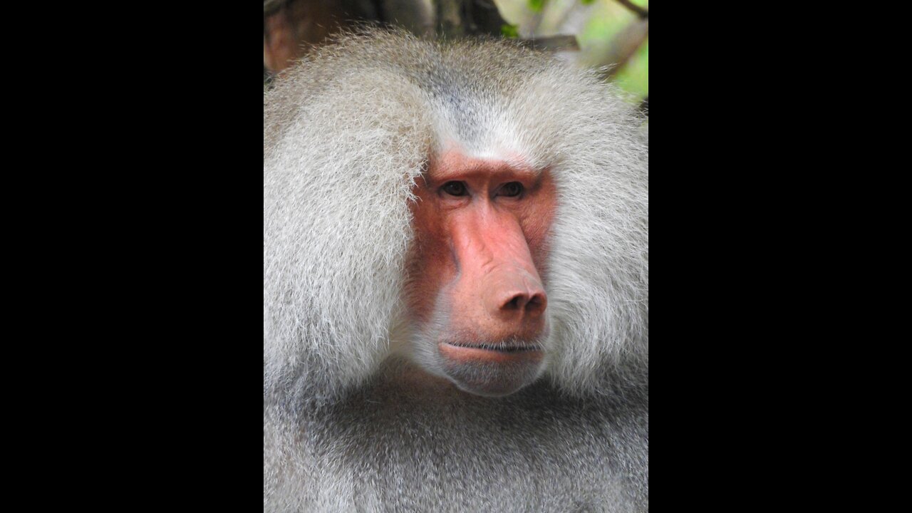 A Brown Monkey Eating Bread...