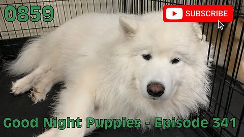 [0859] GOOD NIGHT PUPPIES - EPISODE 341 [#dogs #doggos #doggos #puppies #dogdaycare]