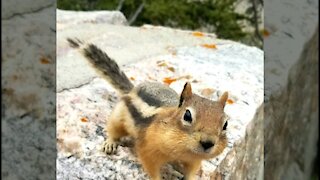 Beartooth Pass