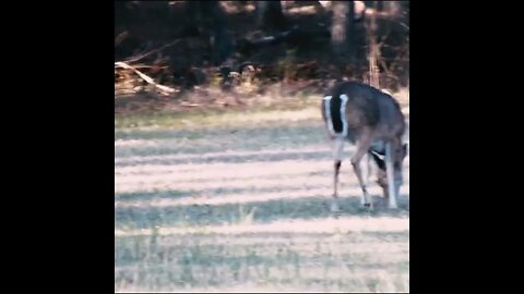 Herd of Deer on the Battlefield