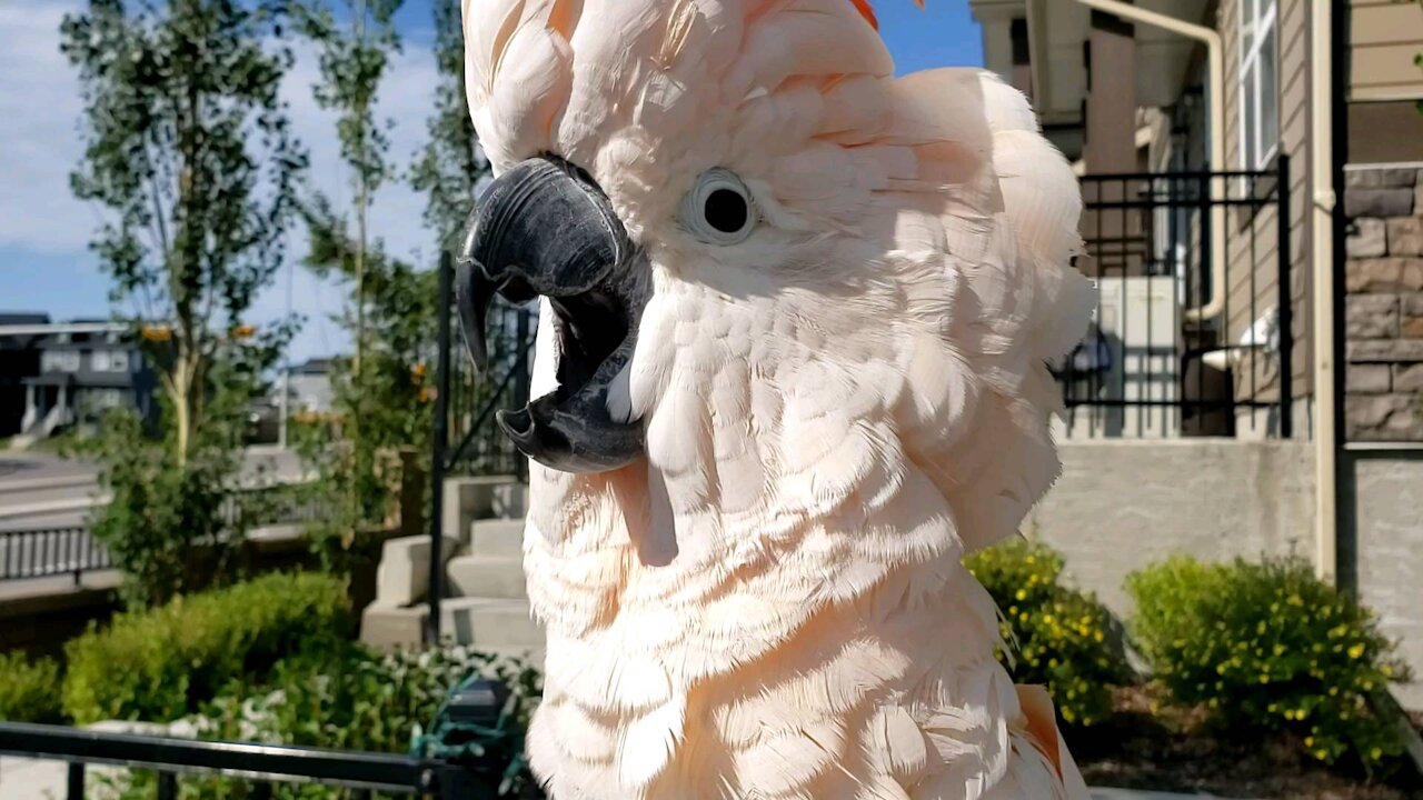 Parrot imitates chicken and siren