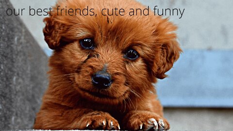 show of cute and funny dogs