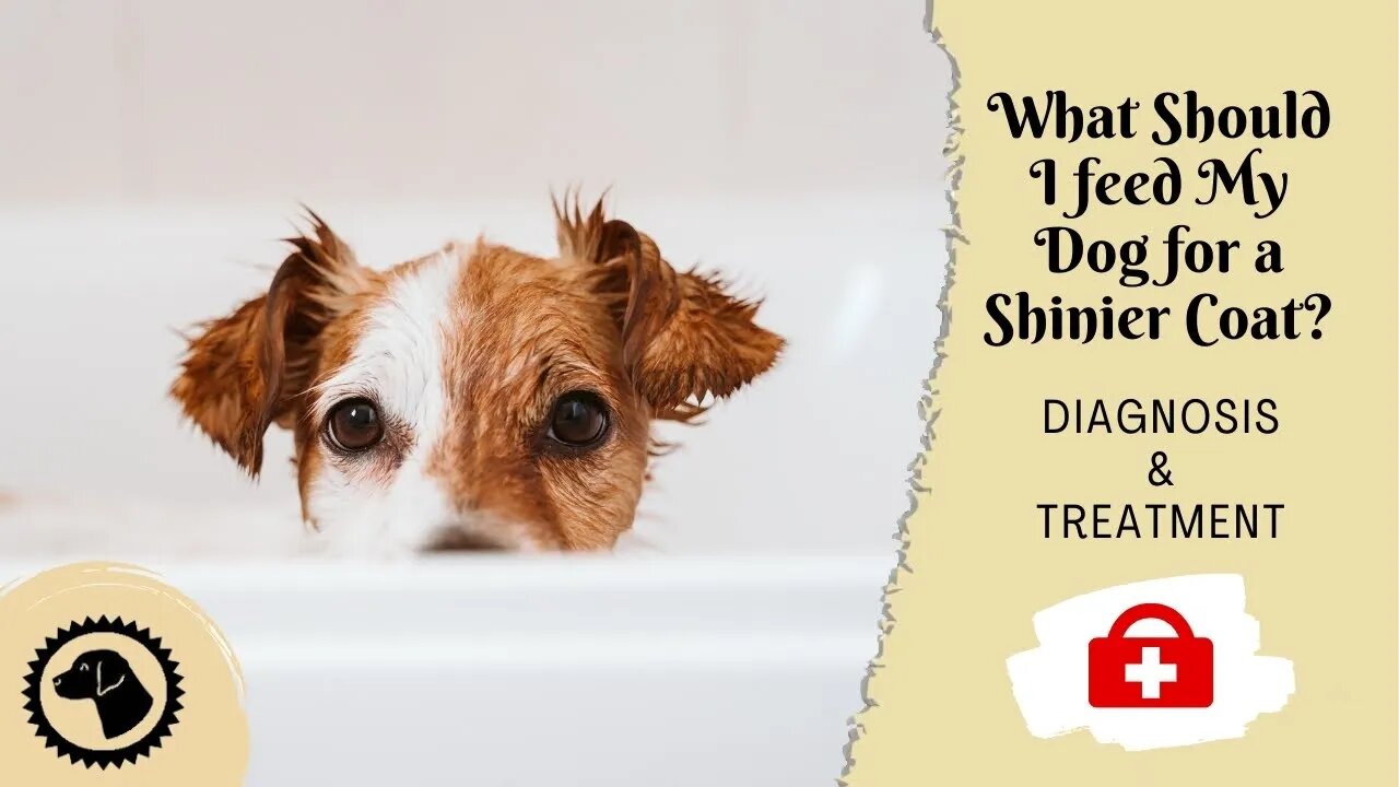 What Should I feed My Dog for a Shinier Coat? | DOG HEALTH 🐶 #BrooklynsCorner