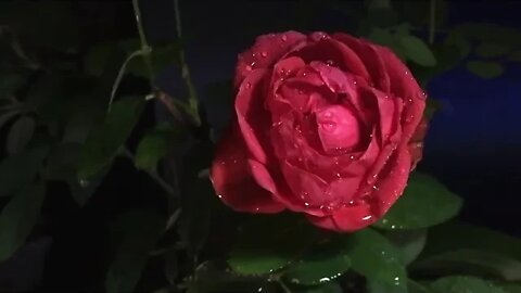 🌸 Music for Relaxation, Study, Reading, Meditation, Massage, Spa or Sleep.