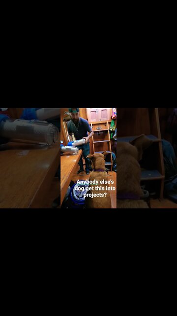 Clingy Dog #shorts #dog #projects