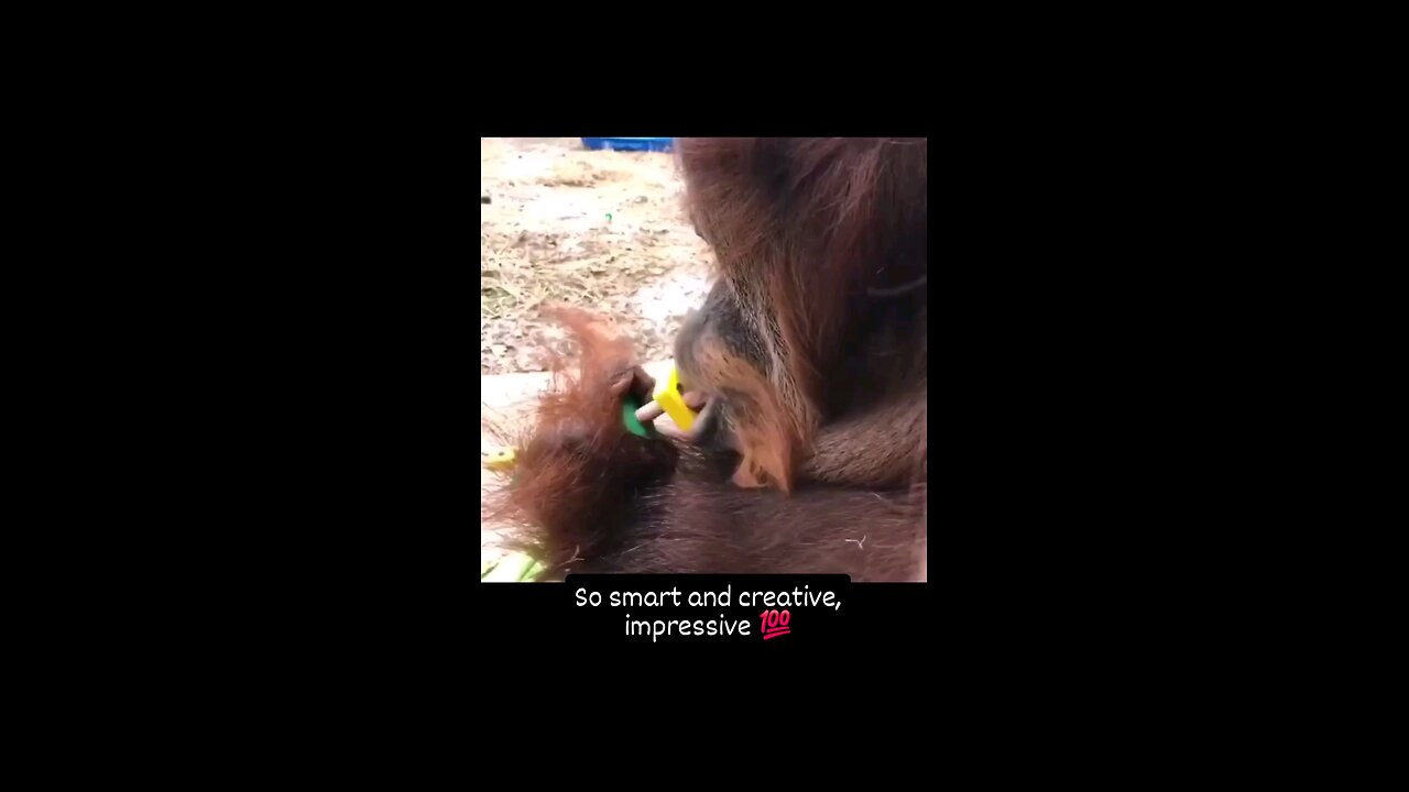 funny93monkey
