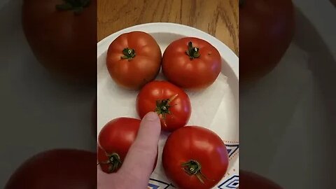 3 Seedless Tomato Varieties