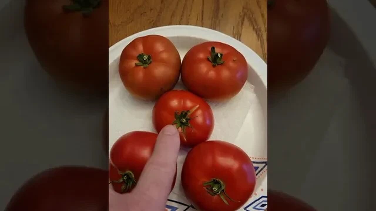 3 Seedless Tomato Varieties